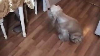 Gorgeous babe sucks a cock