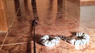 Hot sex games with sex toys