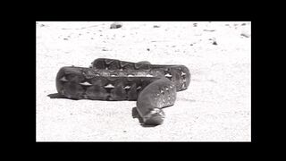 Le schiave anali di Sirius (Full Movie HD Restyling Version)