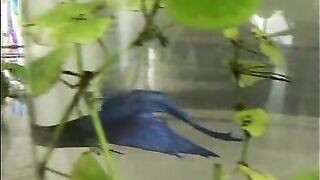 Blonde Lesbos Threesome