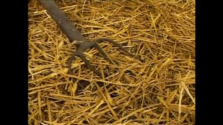 CULI GROSSI E SUCCOSI - (Full HD Movie uncut)