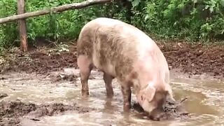 The Farm of XXL Mature Sluts - Episode 1