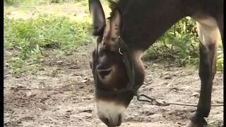 ROSALIA CATANESE - (Full Movie - HD Restyling Version)