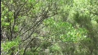 ASHA BLISS - (from the movie LA DONNA DEL DESTINO)