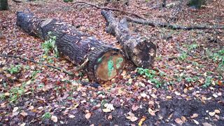 Painful and naked Pussy slapping in the woods