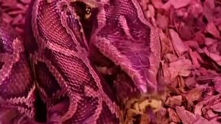 La Venere Bianca in MANUELA - (Full HD Version - Director