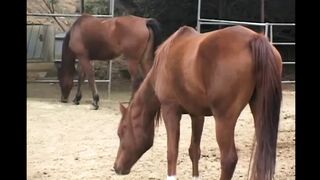 Pure Hardcore from USA!!! - Vol. #03