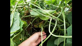 A Fat Cucumber Stretched my Hairy Pussy