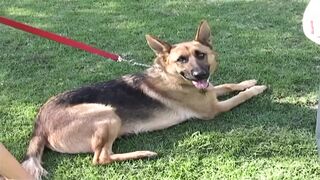 Freak pick up brunette for handjob in car